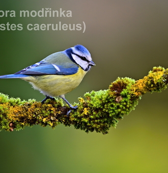 sýkora modřinka 0179.JPG